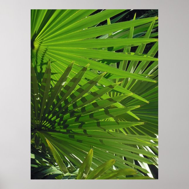Palm Fronds Poster (Vorne)