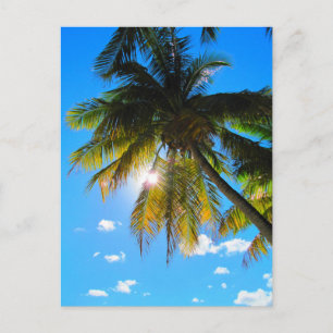 Palm Paradise Blue Sky Sunshine Postkarte