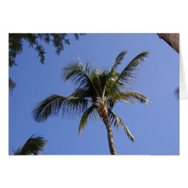 Palm Tree
