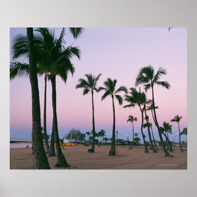 Palm Tree 2 Poster (Vorne)