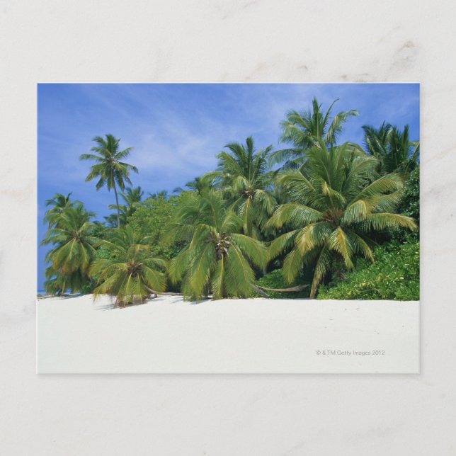 Palm Tree 3 Postkarte (Vorderseite)