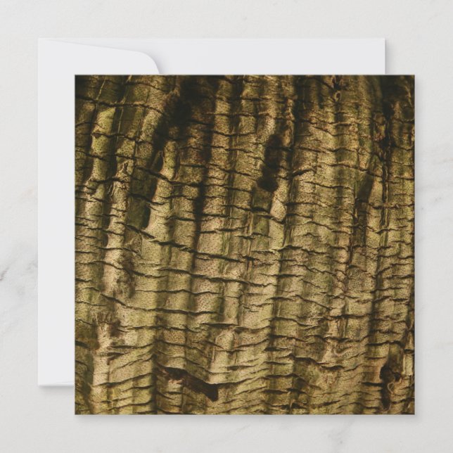 Palm Tree Bark (Vorderseite)