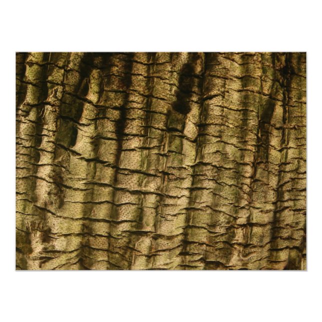 Palm Tree Bark Fotodruck (Vorne)