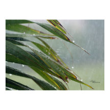 Palm Tree Blätter Raindrops Poster