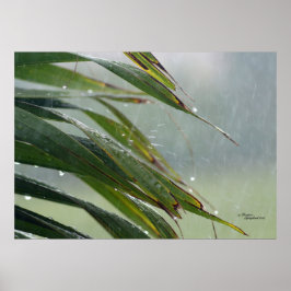 Palm Tree Blätter Raindrops Poster