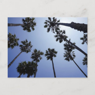 Palm Tree California Santa Barbara Postkarte