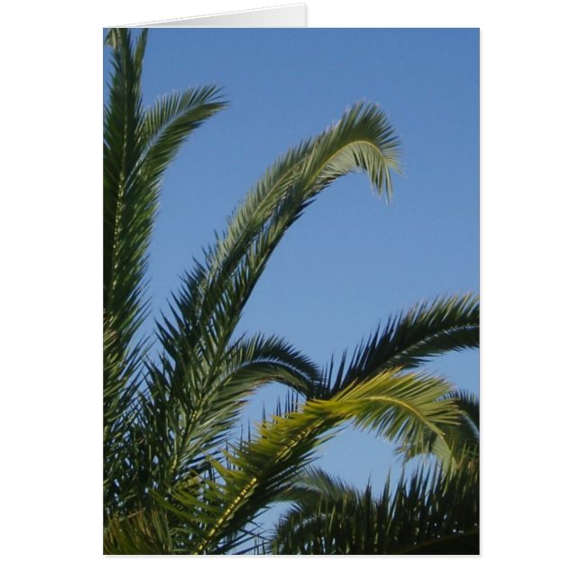 Palm Tree Card (Vorne)