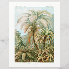 Palm Tree Ernst Haeckel Papiere