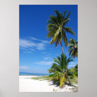 Palm tree, Grand Cayman, Canvas Print Poster