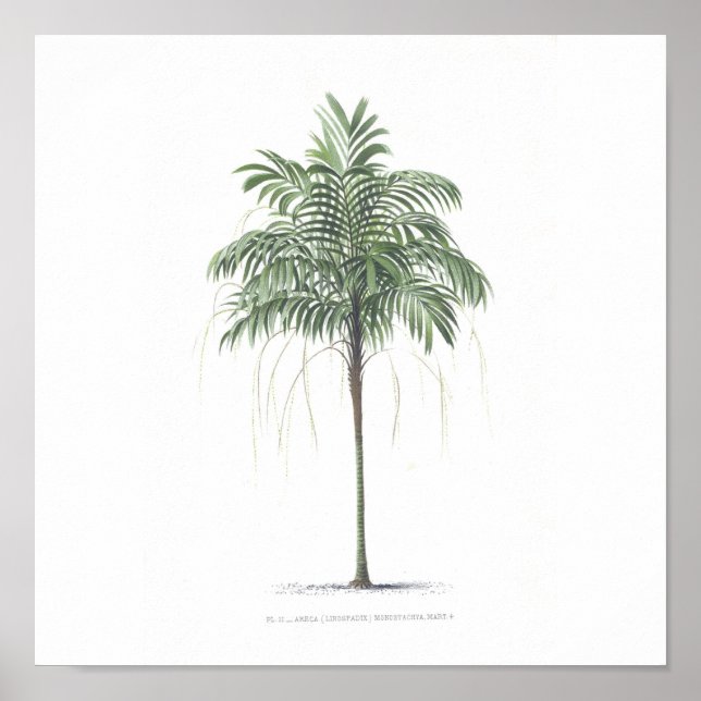 Palm tree illustration Collection Poster (Vorne)