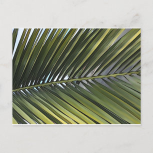 Palm Tree Leaf Postcard Postkarte
