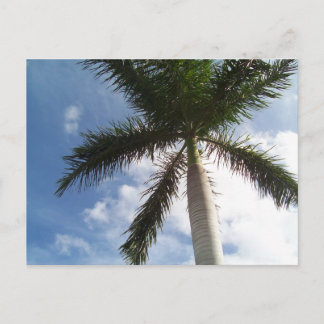 Palm Tree Postkarte