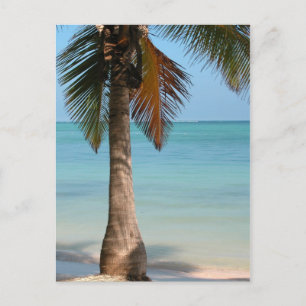 Palm Tree - Postkarte