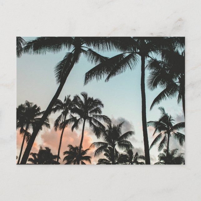 Palm Tree Silhouetten Postkarte (Vorderseite)