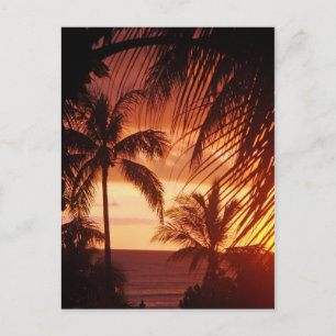 Palm Tree Sunset in Hawaii Postkarte