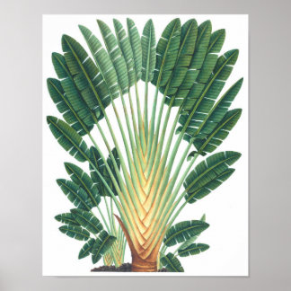Palm Tree Tropical Pflanze Poster #1 Beach Deco