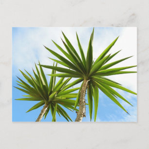 Palm Trees Card Postkarte