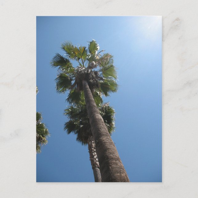 Palm Trees Post Card Postkarte (Vorderseite)