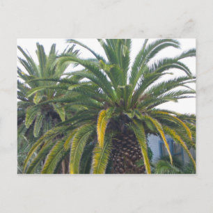 Palm Trees Postcard Postkarte