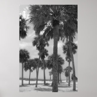 Palm Trees Poster