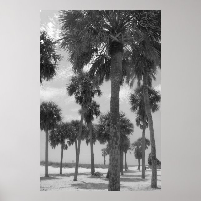 Palm Trees Poster (Vorne)