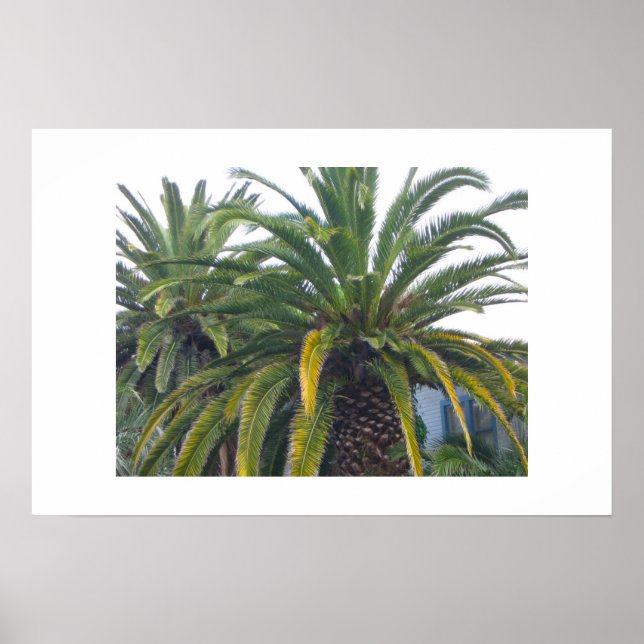 Palm Trees Poster und Print (Vorne)