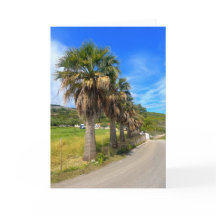 Palm Trees Zakynthos Griechenland