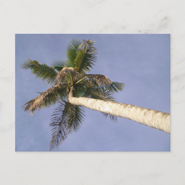 Palm View Postkarte (Vorderseite)