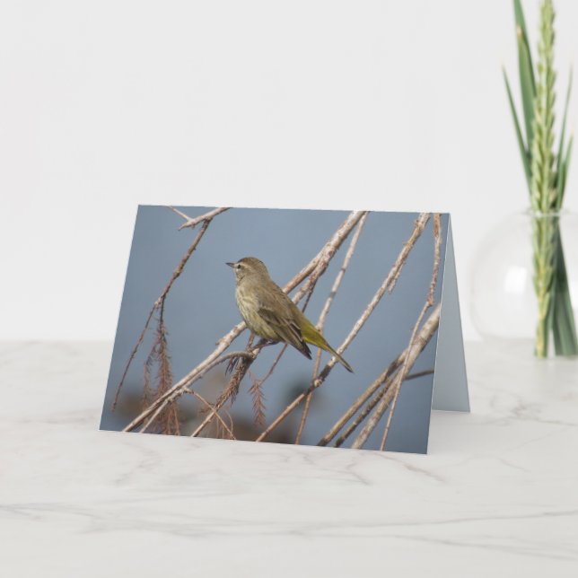 Palm Warbler - Grußkarte für den Backyard Bird Karte (Vorderseite)