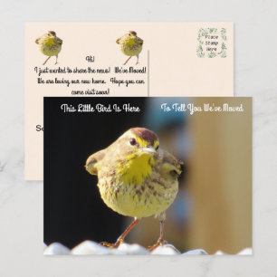 Palm Warbler - Neue Post-Karte für den Backyard Bi Postkarte