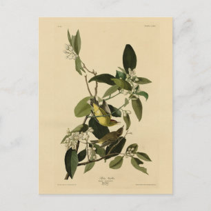 Palm Warbler von Audubons Vögeln Amerikas Postkarte
