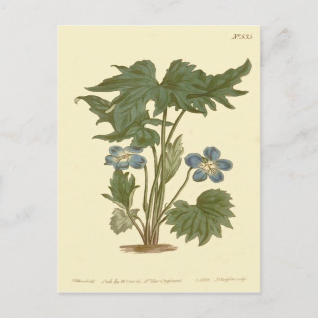 Palmated Violet Blue Illustration Postkarte (Vorderseite)