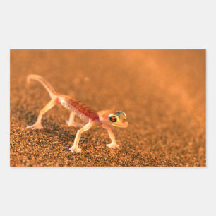 Palmatogecko auf Sanddüne, Swakpomund, Erongo Rechteckiger Aufkleber