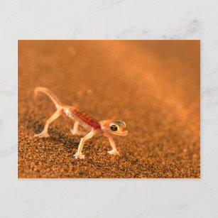 Palmatogecko on Sand Dune, Swakpomund, Erongo Postkarte