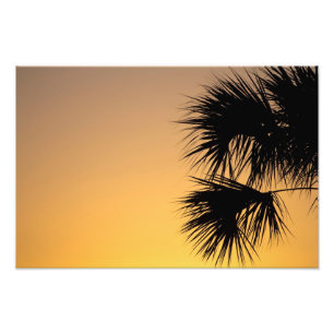 Palmbaumsonnenaufgang, Florida Fotodruck