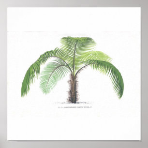 Palme-Illustration III Sammlung Poster