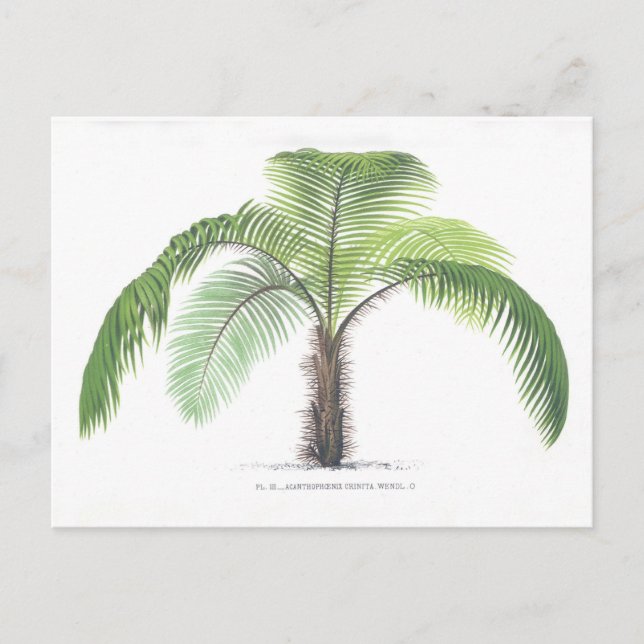 Palme-Illustration III Sammlung Postkarte (Vorderseite)