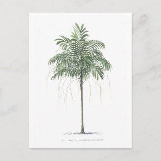 Palme-Illustration Sammlung Postkarte