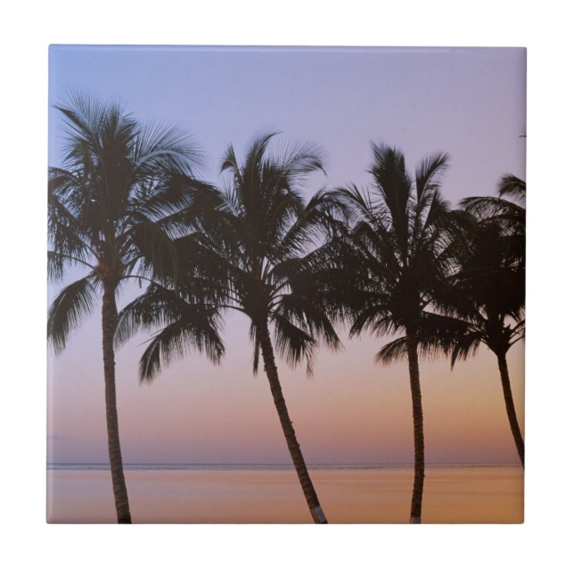 Palme, morgens fliese (Vorderseite)