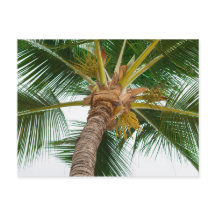 Palme Tree von unten