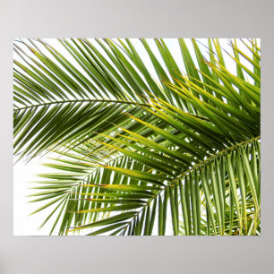 Palme verlässt tropisches Natur-Foto Poster