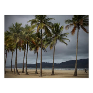 Palmen am Strand von Gonzaga, Santos, Brasilien Poster