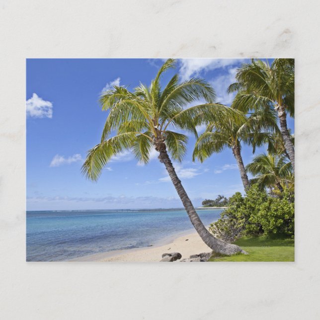 Palmen am Strand von Hawaii. Postkarte (Vorderseite)
