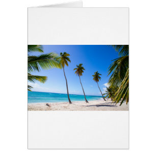 Palmen am Strand von Isla Saona