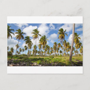 Palmen am Strand von Isla Saona Postkarte
