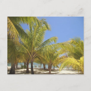 Palmen an einem weißen Sandstrand von Honduras Postkarte