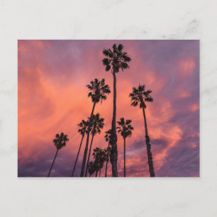 Palmen auf der Postkarte des Sonnenuntergangs