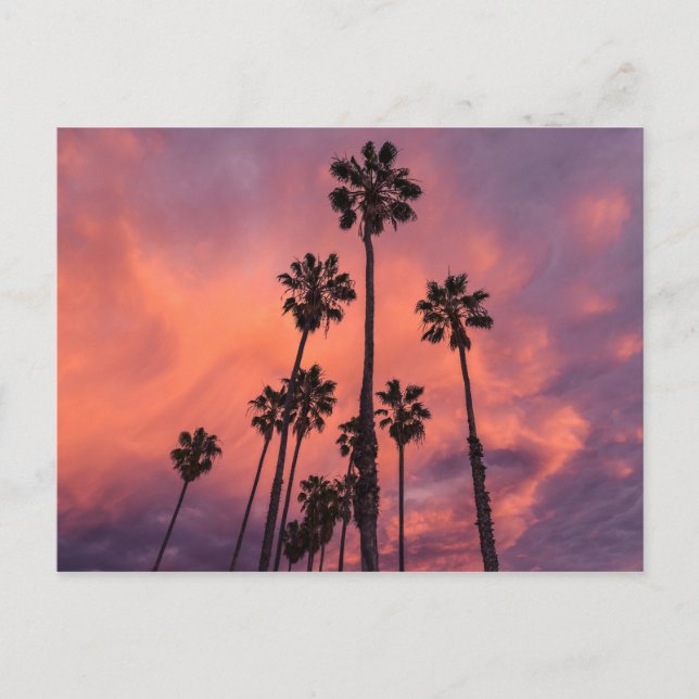 Palmen auf der Postkarte des Sonnenuntergangs (Vorderseite)