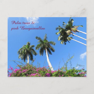 Palmen Bougainvilleas Büsche Florida Postcard Postkarte