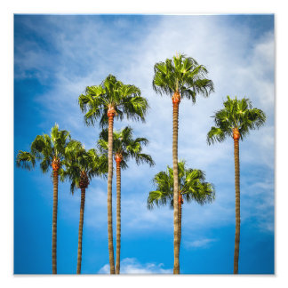 Palmen in San Diego, Kalifornien Fotodruck